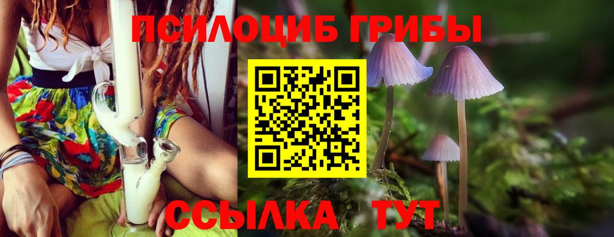 Богородицк  Галлюциногенные грибы Psilocybe  Вход с VPN 